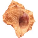 shell6