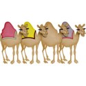 camel train