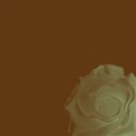 brown background large rose r