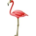 flamingo