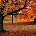 autumn scene background