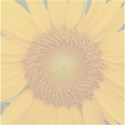 faded sunflower background