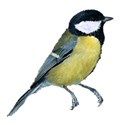 Bird great Tit copy