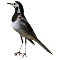 bird white-wagtail