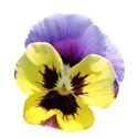 flower pansy