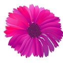 pink flower 1