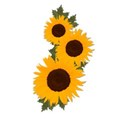 sunflowers