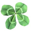 four leaf clover