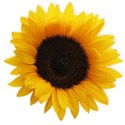 BD_Sunflower_01
