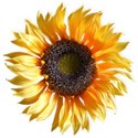 BD_Sunflower_02