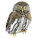 BD_BrownOwl_01