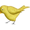 bird9