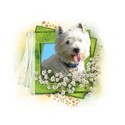 Sommer-IMG_1885-02-PNG