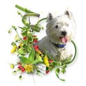 Sommer-IMG_1885-03-PNG