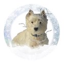 Winter-IMG_6711-06-PNG