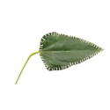 DZ_YIP_Nov_leaf1