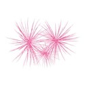 fireworkspink