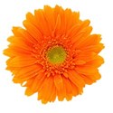 daisy8