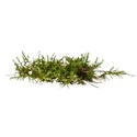 ferny grass