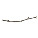 twig 01