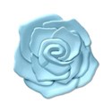 rose2