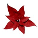 poinsettia