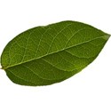 leaf2