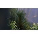 pine