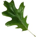 stierney-campout-leaf1