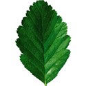 stierney-campout-leaf2