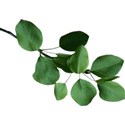 stierney-campout-leaf4