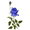 Blue Rose on stem