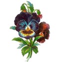 pansy