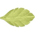 Leaf 01-a