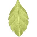 Leaf 01-b