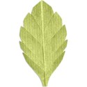 Leaf 01-c