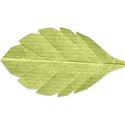 Leaf 01-d