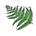 fern branch