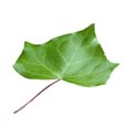 ivy leaf