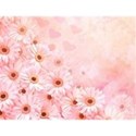 pink daisy backgroubnd