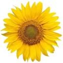 yellow sunflower