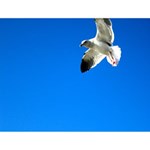 Seagull