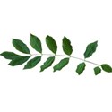 leaf stem