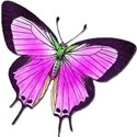 pink and black butterfly