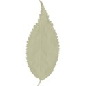 Leaf 05