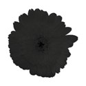 flower2black