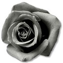 rosegray