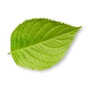 BD_Leaf_02