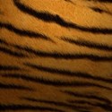 Tigre