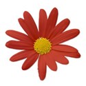 daisyred